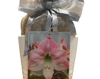 May include: A white ceramic pot with a burlap sack tied with a silver ribbon. A tag with a photo of a pink and white Cherry Blossom Amaryllis flower is attached. The tag reads "Cherry Blossom Amaryllis".