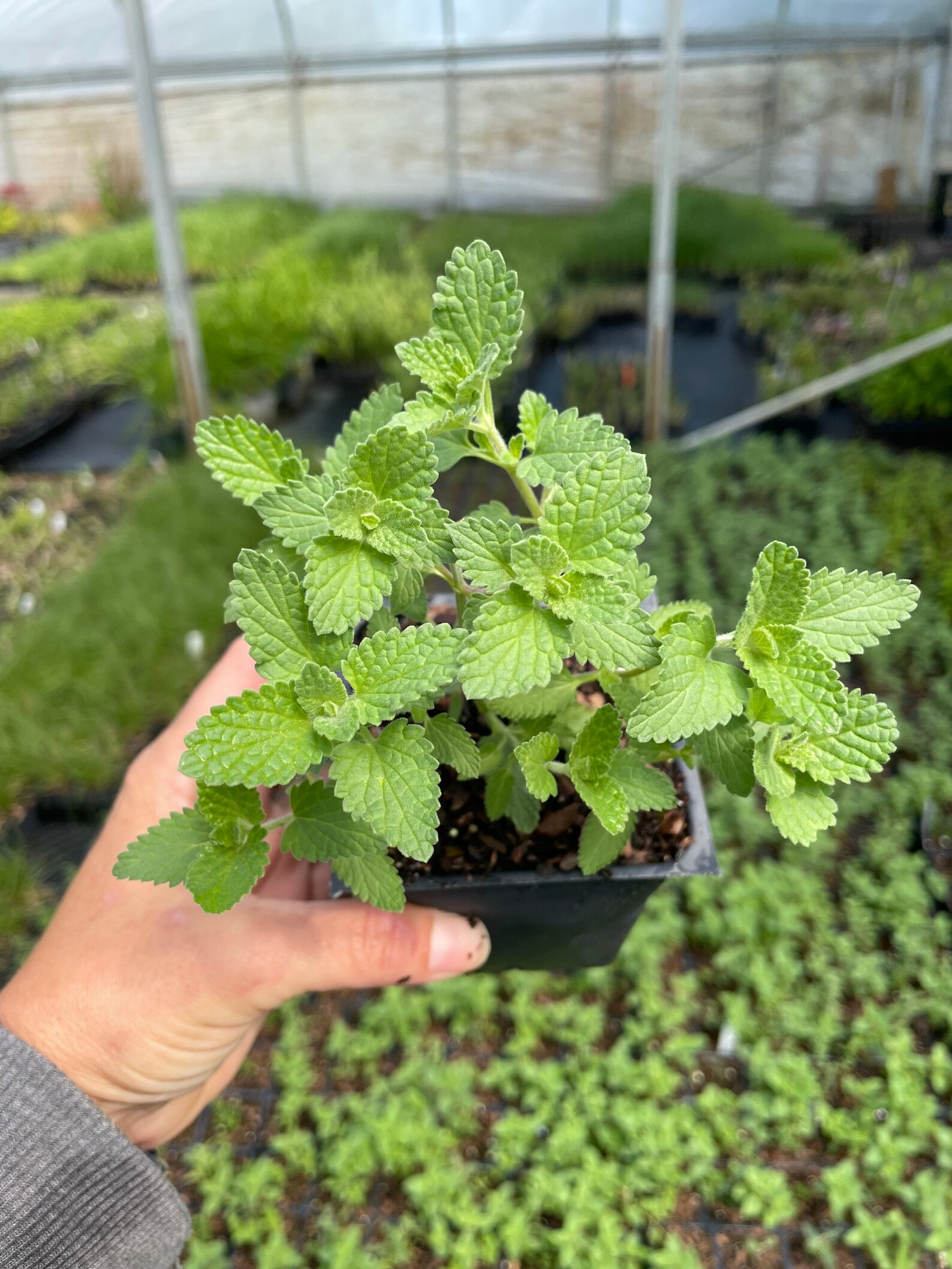 Walker's Low Catmint 3.5 Pots Deer Resistant Etsy