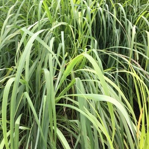 Lemongrass PlantContainer in 2.25 Inch Size Also known as Fever Grass, Cymbopogon Citratus image 4
