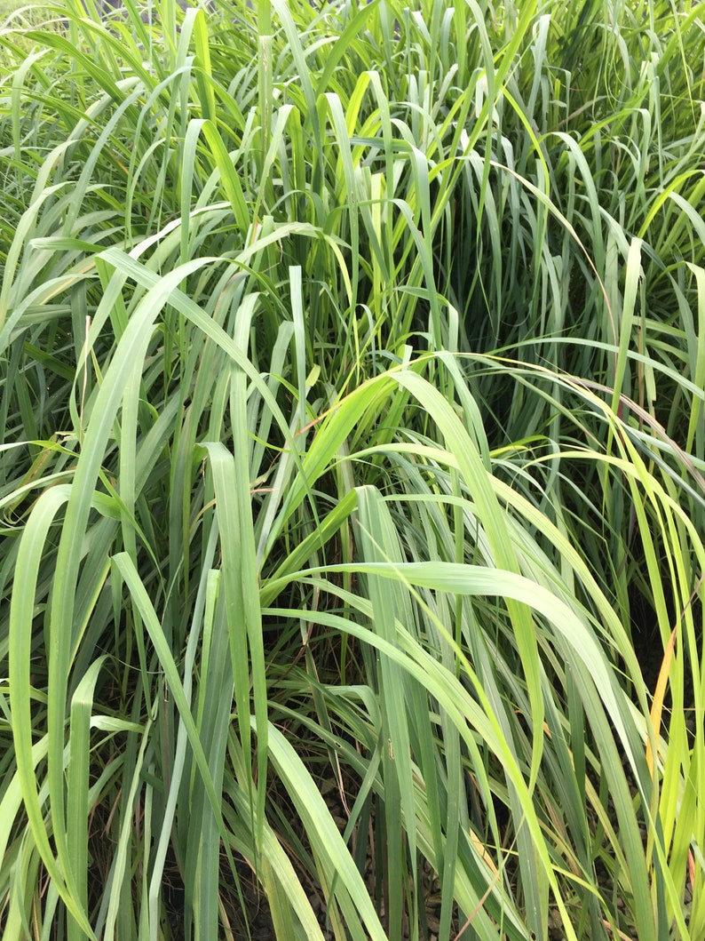 Lemongrass PlantContainer in 2.25 Inch Size Also known as Fever Grass, Cymbopogon Citratus image 4