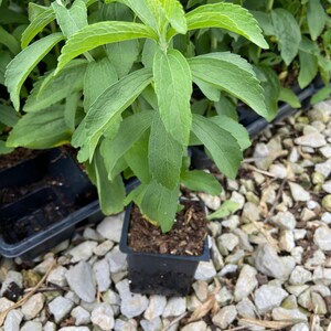 May include: A stevia plant in a small black square pot. The plant has bright green leaves and is surrounded by small white rocks. The leaves are oval-shaped and have a slightly serrated edge. The plant is healthy and vibrant.