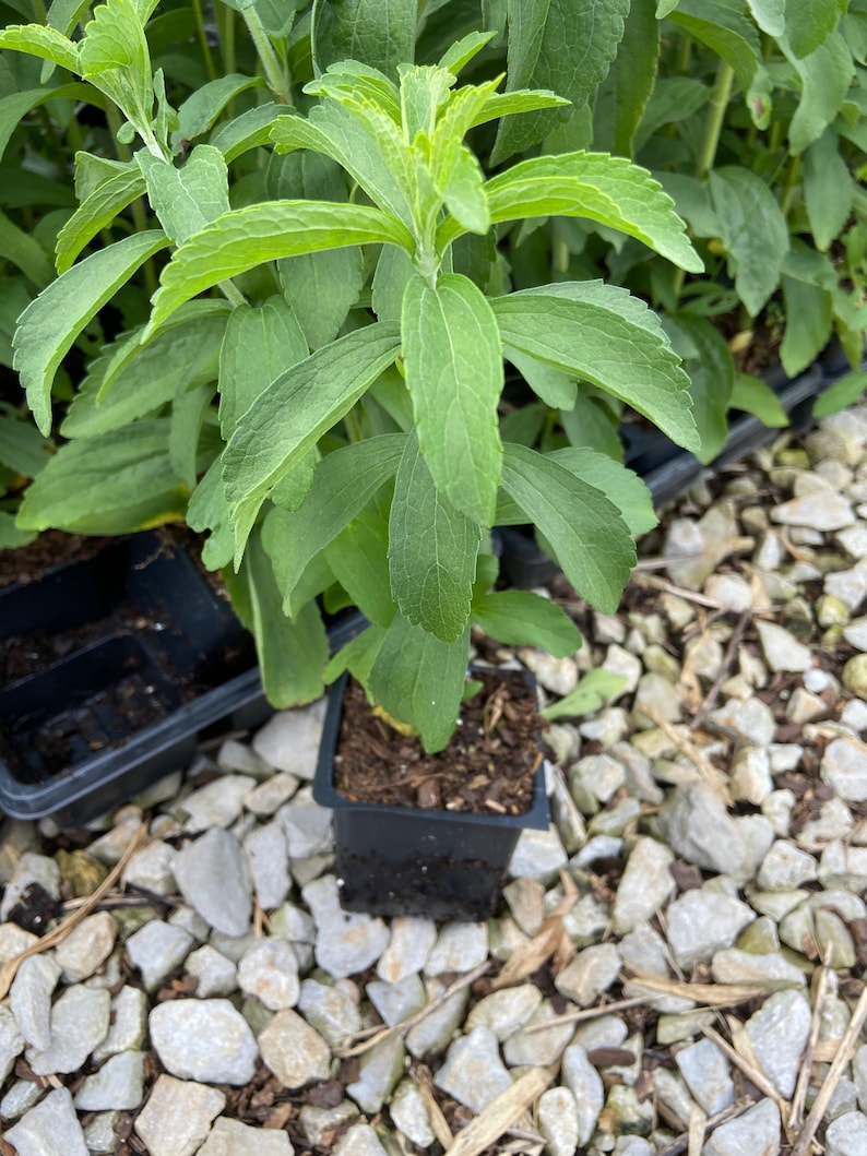 May include: A stevia plant in a small black square pot. The plant has bright green leaves and is surrounded by small white rocks. The leaves are oval-shaped and have a slightly serrated edge. The plant is healthy and vibrant.