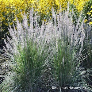 May include: A close-up of a clump of tall, green ornamental grass with feathery, light-colored seed heads. The grass is growing in front of a bed of yellow flowers.