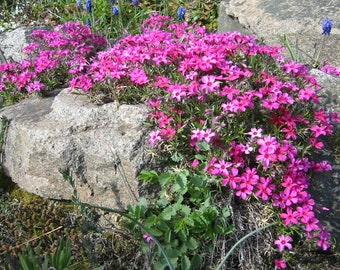 Scarlett Flame Creeping Phlox Subulata in a 4 inch pot