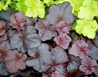 3 Obsidian Heuchera in 4 inch  Size Containers/coral Bells