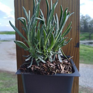 Phenomenal Lavender Plants in 4 Inch Pots image 3