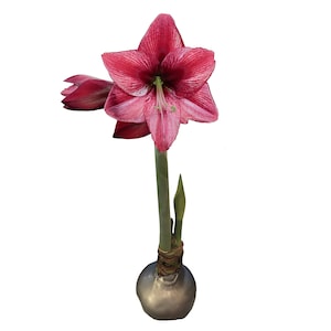 Silver Waxed Revelation Amaryllis Bulb size 28/30. Free Shipping!
