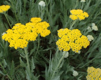 Moonshine Achillea Yarrow 3.5 inch container-- You choose amount!