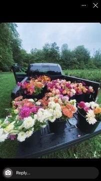 Mixed Dahlia Bareroots---A TRUE MIX of varieties and colors!!! Dahlia Lovers Dream!!!