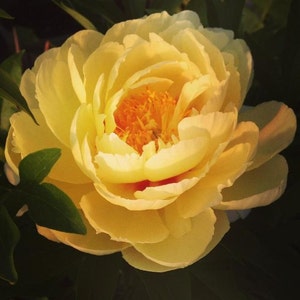May include: A large, pale yellow peony flower with a bright yellow center. The flower is in full bloom and has many petals.