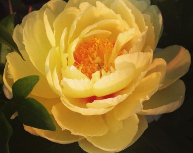 All That Jazz ITOH Peonyshades of Apricot With Streaks and Centers in