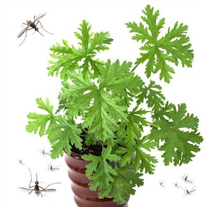 May include: A green geranium plant in a brown pot with several mosquitoes flying around it. The plant has large, textured leaves and is set against a white background. The pot has a ribbed design.