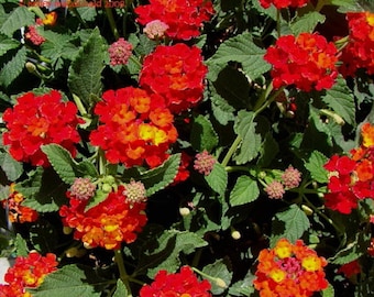 Dallas Red Camara Flowers Cold Hardy -Natural Mosquito Repellant-Attract Hummingbirds & Butterflies-3.5 inch Pots. You choose amount!