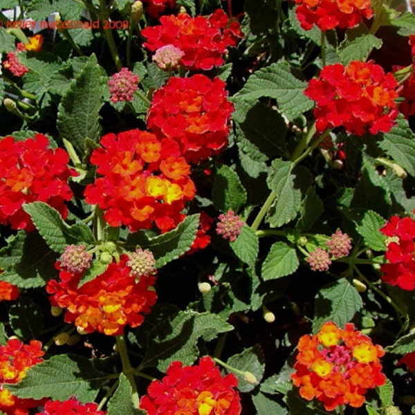 Dallas Red Camara Flowers Cold Hardy -Natural Mosquito Repellant-Attract Hummingbirds & Butterflies-3.5 inch Pots. You choose amount!