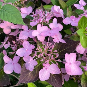 May include: A close-up of a cluster of pink hydrangea flowers with dark green and purple leaves. The flowers are in full bloom and have a delicate, ruffled appearance.
