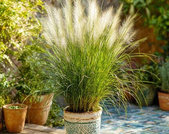 Karl Foerster Ornamental Feather Reed Grass - Live Plant -3.5 Inch Pot, you choose amount!