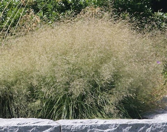 Golden Tau, Ornamental  Grass Deschampsia Goldtau in 3.5 inch container, you choose amount! Great Starter plants!