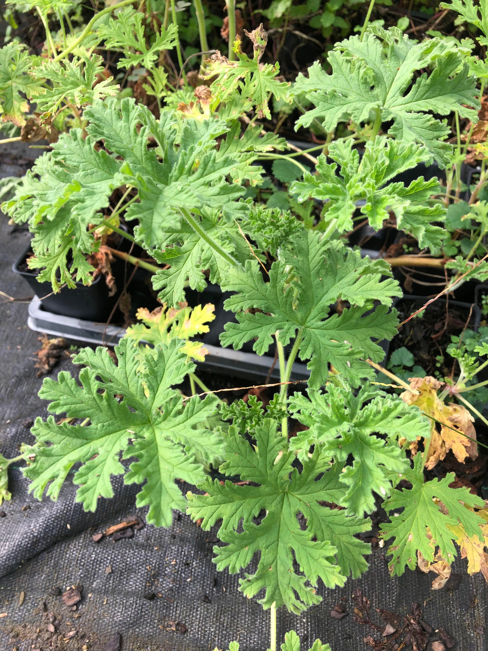3 Citronella Plants in 2.5 Inch Pots . Mosquito Etsy