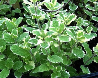 Variegated Pineapple Mint - Mint Sauces, Fruit Salad - Live Plant - 4" Pot