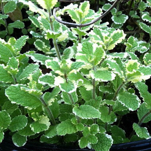 Variegated Pineapple Mint - Mint Sauces, Fruit Salad - Live Plant - 4" Pot