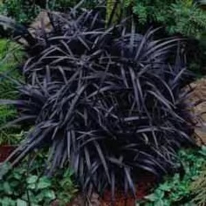 Black Mondo Decorative Grass Plants Bareroot, you chose amount!