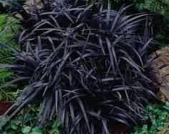 Black Mondo Decorative Grass Plants Bareroot, you chose amount!