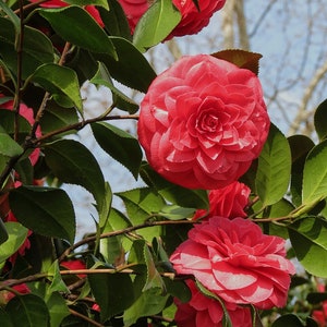 May include: A close-up of a camellia bush with vibrant pink flowers in full bloom. The flowers have multiple layers of petals and are surrounded by lush green leaves.