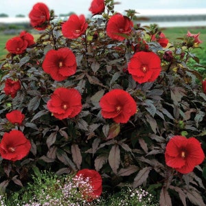 May include: A vibrant bush of red hibiscus flowers with dark burgundy leaves. The large, open blooms have a prominent yellow center, contrasting with the deep red petals. The plant is lush and full, with multiple flowers in various stages of bloom.