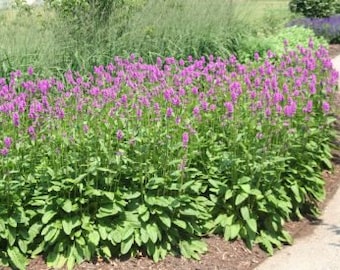 Lamb's Ear Hummelo 3.5 inch container-- You choose amount!