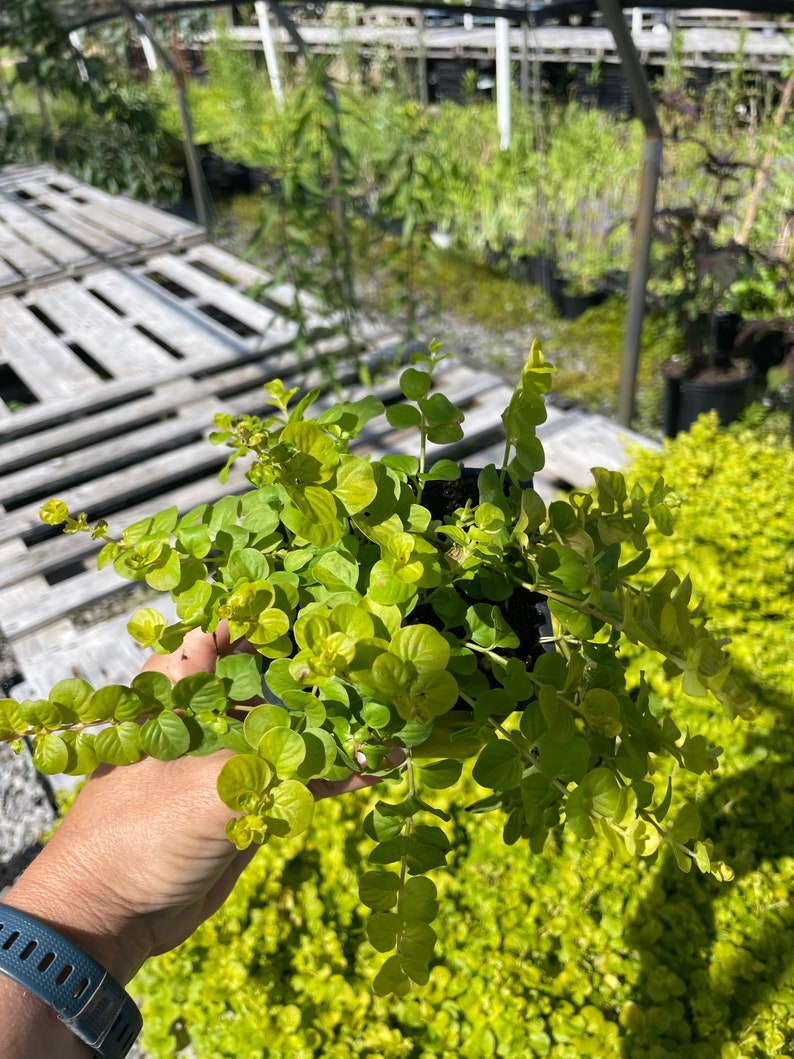 Creeping Jenny Aurea gold Lysimachia Nummularia in 3.5 inch potYou choose amount image 4