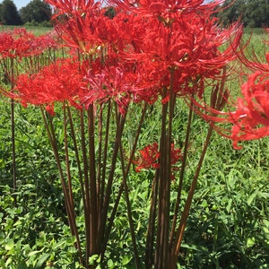 2 Bareroot Red Surprise Lily/ Resurrection Lily/ Naked Lady/ August Lily/ Lycoris Raidanti/ Red Spider Lily--FREE SHIPPING