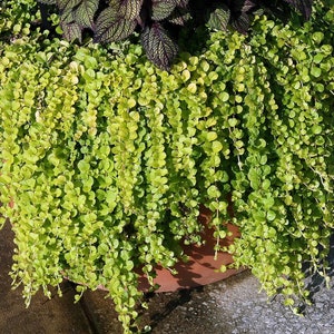 Creeping Jenny "Aurea" (gold) Lysimachia Nummularia in 3.5 inch pot--You choose amount!