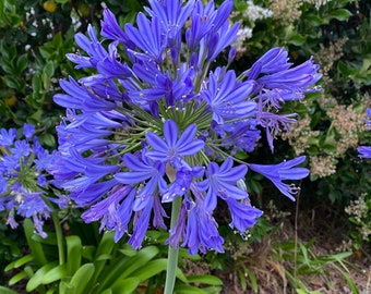 3 Bareroot Blue Agapanthus/ Lily of the Nile