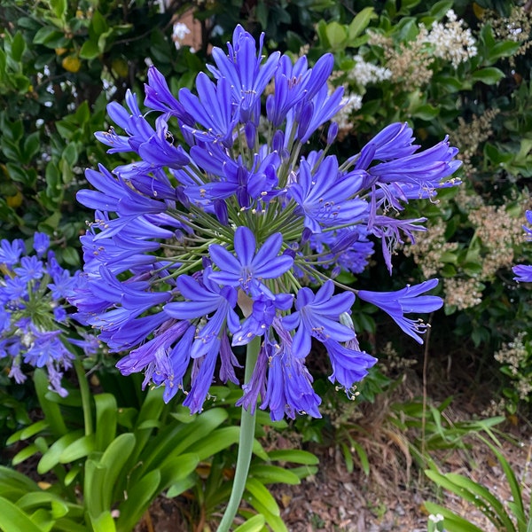 3 Bareroot Blue Agapanthus/ Lily of the Nile