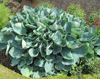 Hosta "Big Daddy" Bareroot