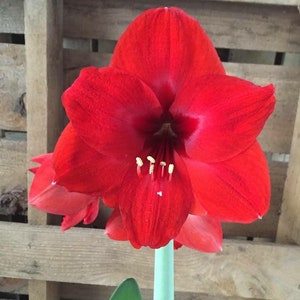 Red Lion Amaryllis Bulbs----You choose amount! Wonderful Gifts!! FREE SHIPPING!!