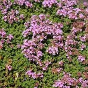 May include: A close-up of a ground cover plant with small, pink flowers. The plant has a dense, spreading habit and is ideal for use in gardens and landscapes.