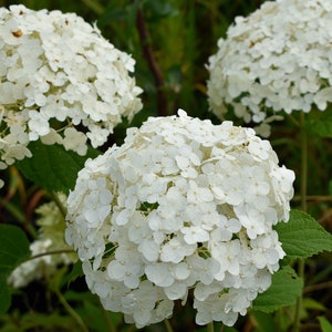 Hydrangea Arborescens Annabelle 2.5 Inch Starter Plant, this is an End of the Season price on these, get them at a Bargain image 6