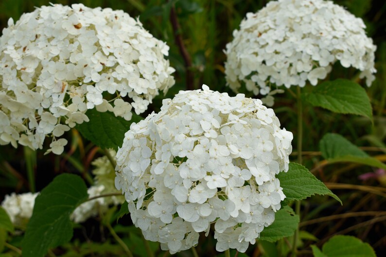 Hydrangea Arborescens Annabelle 2.5 Inch Starter Plant, this is an End of the Season price on these, get them at a Bargain image 6