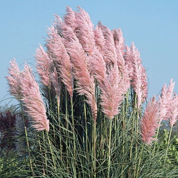 Pink Pampas Grass in 4 Inch Standard Nursery pot---Cortaderia. You choose amount!