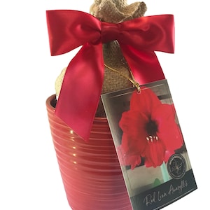 May include: A potted Red Lion Amaryllis bulb, presented in a red ceramic pot and tied with a large red satin bow. A tag with a picture of the flower and the text "Red Lion Amaryllis" is attached.