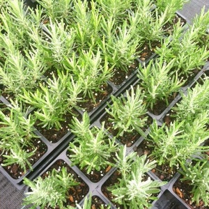Pu&ograve; includere: Primo piano di un vassoio di piccole piante verdi, probabilmente piantine di lavanda, in vasi singoli. Le piante sono disposte in file e sono tutte della stessa dimensione.