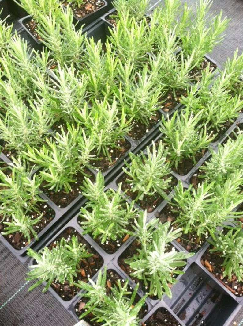 Pu&ograve; includere: Primo piano di un vassoio di piccole piante verdi, probabilmente piantine di lavanda, in vasi singoli. Le piante sono disposte in file e sono tutte della stessa dimensione.