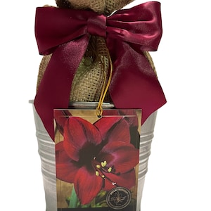 May include: A galvanized metal bucket holds a burlap sack tied with a burgundy satin bow. A tag with a picture of a dark red amaryllis flower and the text "Black Pearl Amaryllis" hangs from the sack. The bucket is a decorative container.