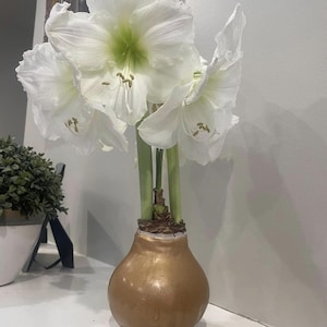 May include: A bouquet of white amaryllis flowers with green stems in a gold-colored vase. The flowers have large, ruffled petals and a green center. The vase is pear-shaped and has a metallic finish. The arrangement is on a white surface.