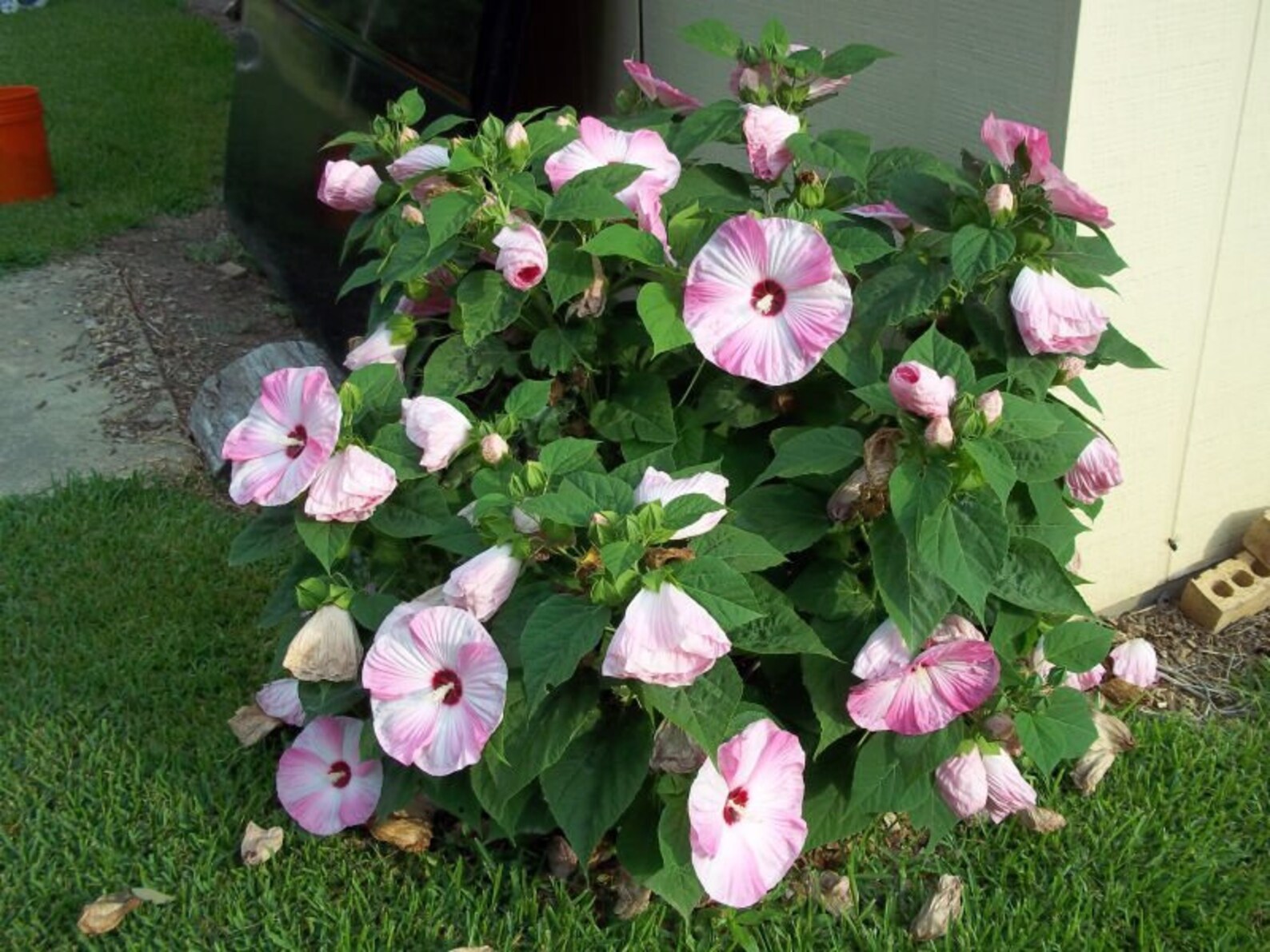 Luna Pink Rosemallow Plant in 4 inch cup&hellip;&hellip;you choose