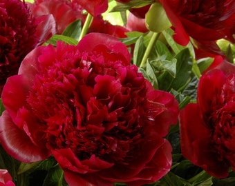 Red Charm Bareroot Peony, 2-3 Eye, Great for Fall  or Spring Planting! Free Shipping!!
