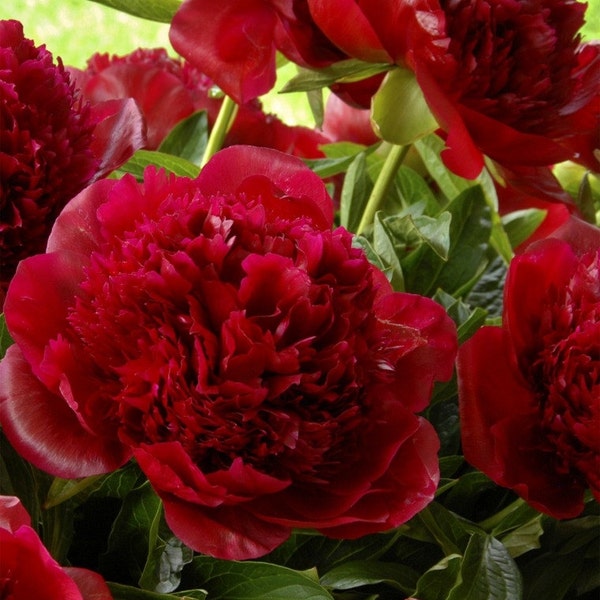 Red Charm Bareroot Peony, 2-3 Eye, Great for Fall  or Spring Planting! Free Shipping!!