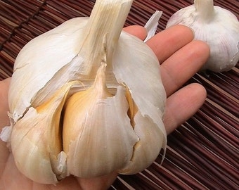 Japanese Garlic (Ajo Japones) Count per bag= 30-60-130-150-250-400 //100% Natural!//