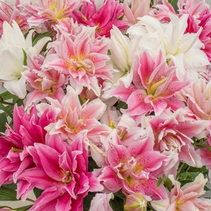 May include: A bouquet of pink and white lilies with delicate petals and a soft, romantic feel.